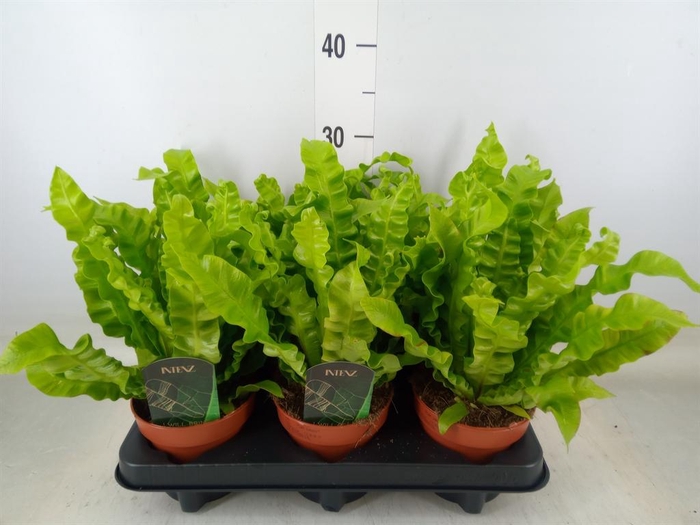 <h4>Asplenium nidus 'Crispy Wave'</h4>