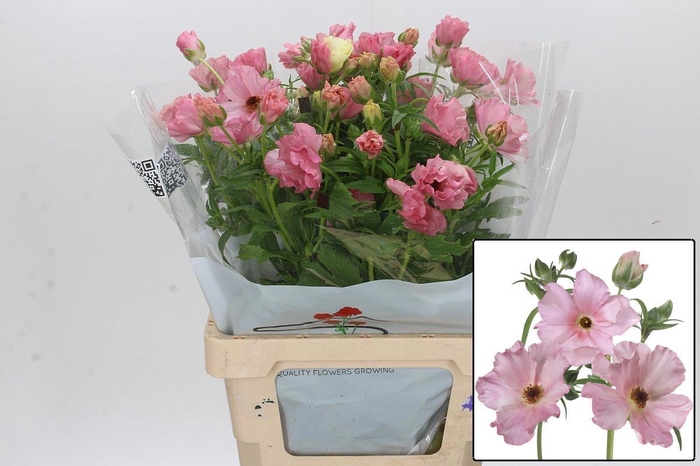 <h4>RAN BUTTERFLY ISIS</h4>