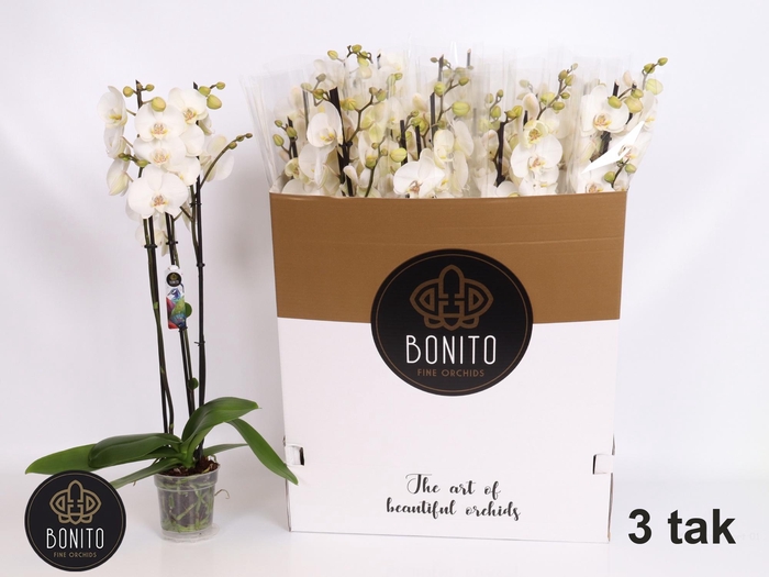 <h4>PHAL SILHOUETTE</h4>