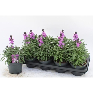 ERYS BOWLES MAUVE