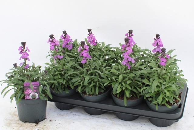 <h4>ERYS BOWLES MAUVE</h4>