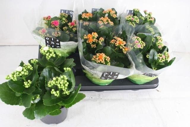 <h4>KAL GE GEM 4 KL</h4>