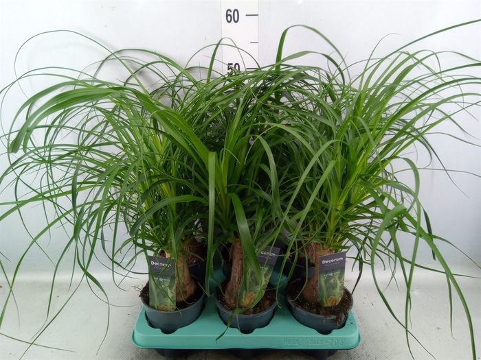 <h4>Beaucarnea recurvata</h4>