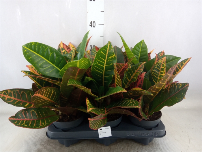 <h4>Codiaeum var. GR 'Petra'</h4>