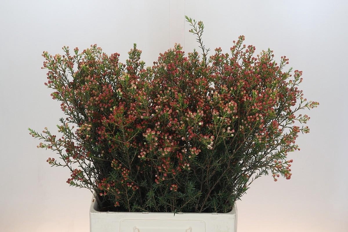 <h4>Chamelaucium Adi</h4>