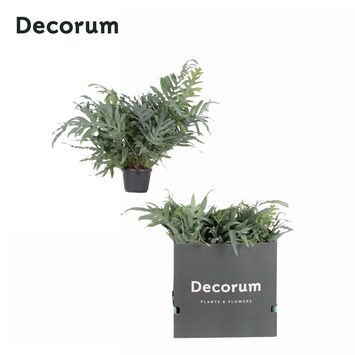 <h4>Phlebodium Aureum Blue Star 17cm XL PROMO</h4>