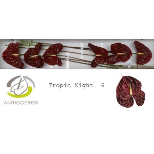 Anth A Tropic Night 13 cm X6 Oosterzon