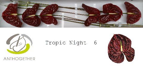 <h4>Anth A Tropic Night 13 cm X6 Oosterzon</h4>