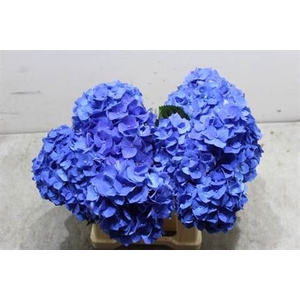 Hydr M Bela Blauw 40cm