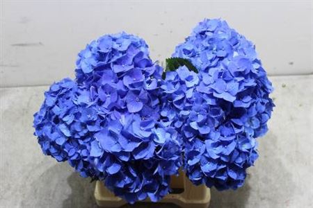 <h4>Hydr M Bela Blauw 40cm</h4>