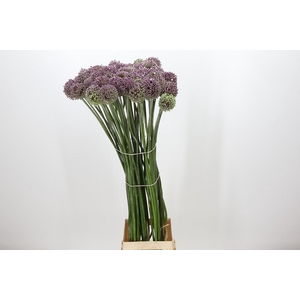 Allium Summer Drummer