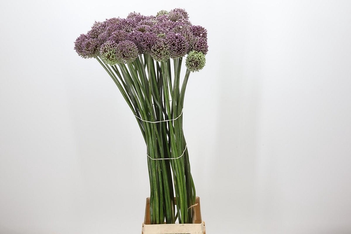 <h4>Allium Summer Drummer</h4>