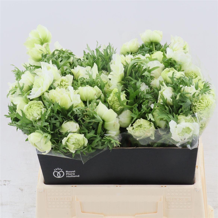 Anemone Fullstar Pure White