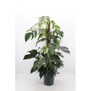 Epipremnum Pinnatum 'Albo Variegata'