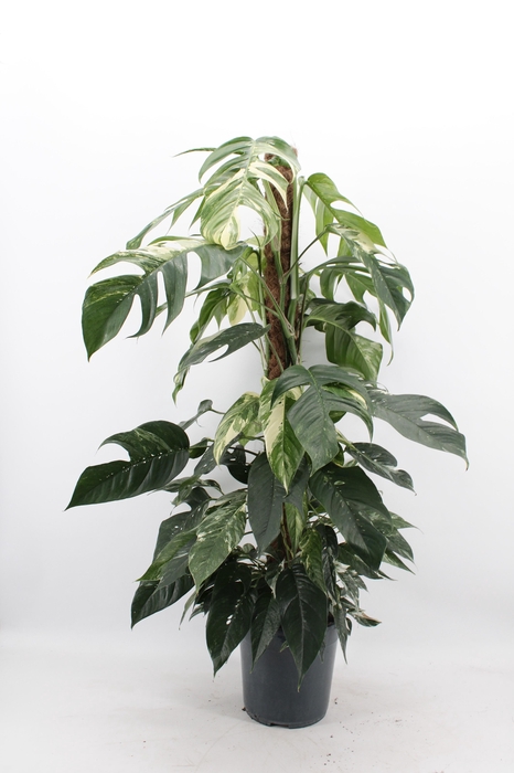 <h4>Epipremnum Pinnatum 'Albo Variegata'</h4>