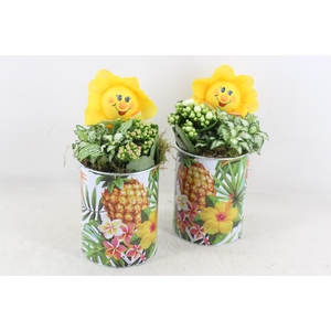 arr2 TD - Tropical tin can mix  - roze/wit