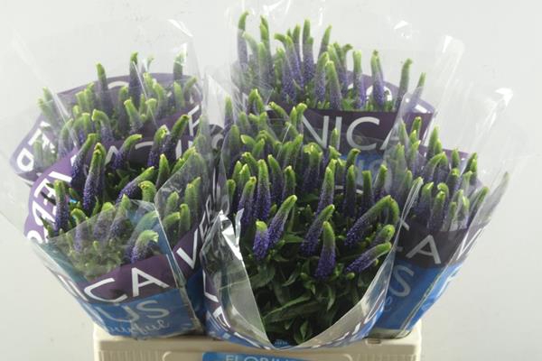 Veronica Diana (blauw) L 60