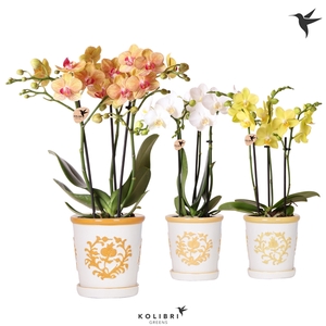 Kolibri Orchids Phalaenopsis mix 3 spike in Malaga pot yellow