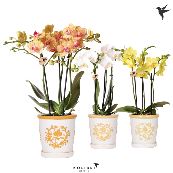 <h4>Kolibri Orchids Phalaenopsis mix 3 spike in Malaga pot yellow</h4>