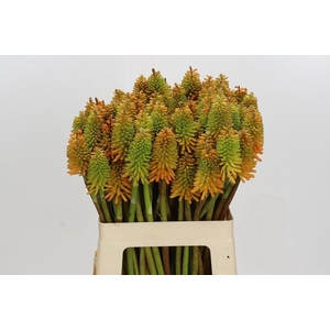 Kniphofia Eycone Peach