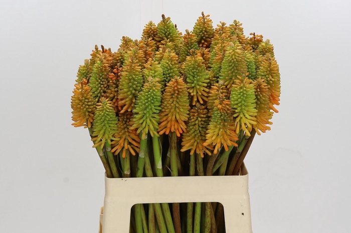 <h4>Kniphofia Eycone Peach</h4>
