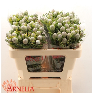 LEUCAD L AYOBA JA PE