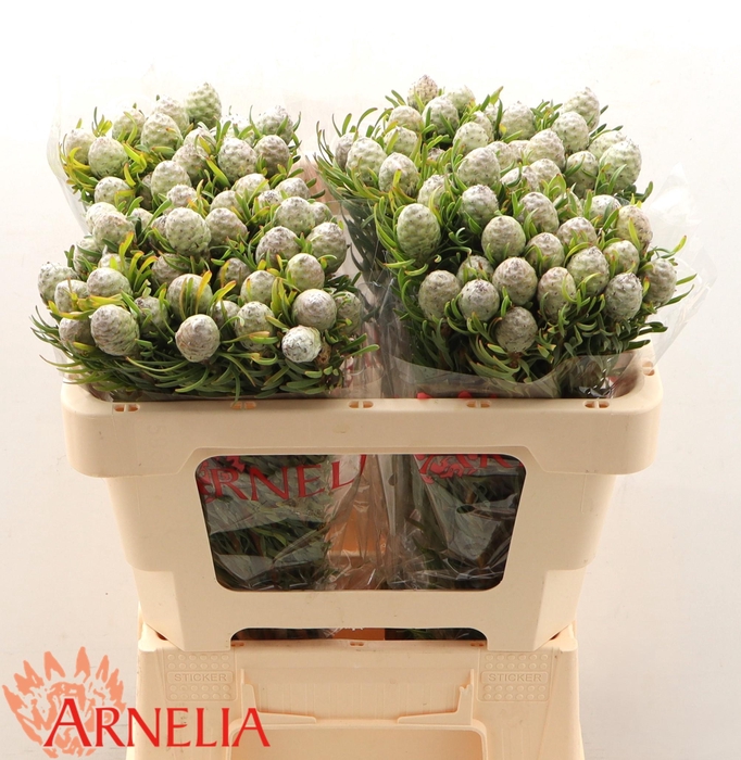 <h4>LEUCAD L AYOBA JA PE</h4>