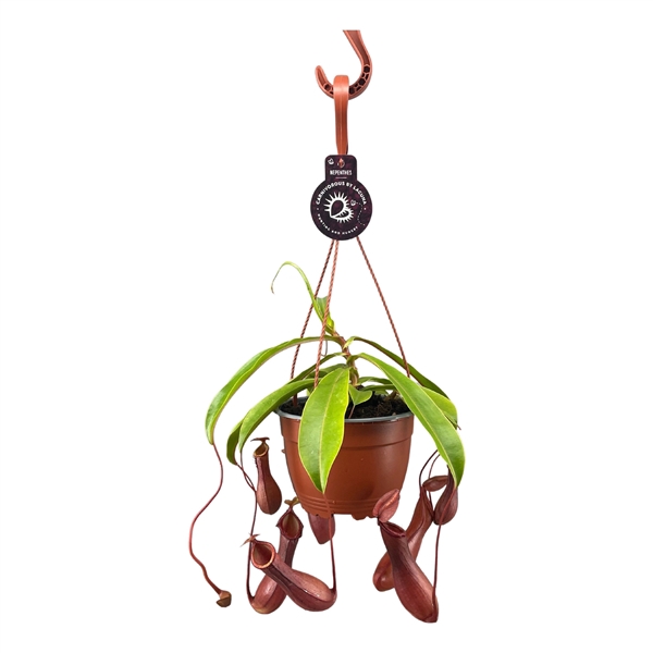 <h4>Nepenthes Alata 14 cm in hangpot</h4>