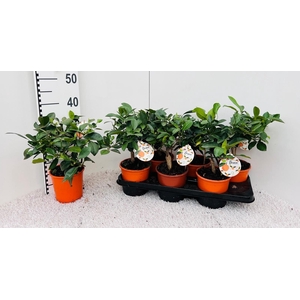 CITR MICROCARPA