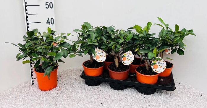 <h4>CITR MICROCARPA</h4>