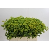 Bupleurum Griffithii