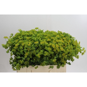 Bupleurum Griffithii