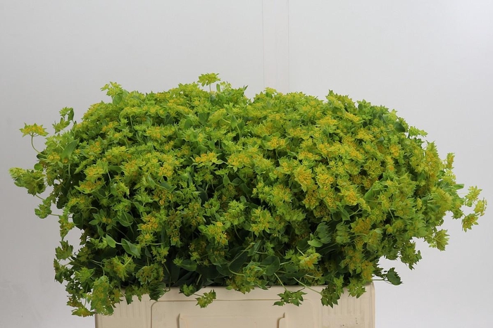 Bupleurum Griffithii