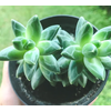 SUCULENTAS PACHYPHYTUM COMPACTUM P06