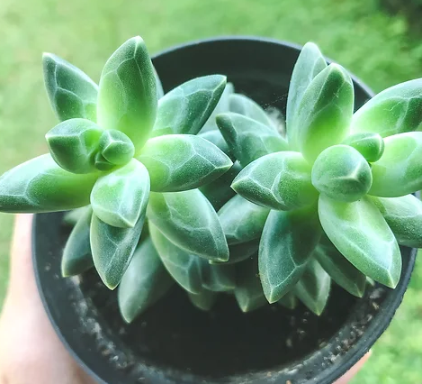 SUCULENTAS PACHYPHYTUM COMPACTUM P06