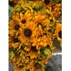FREILAND RUDBECKIA