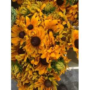 FREILAND RUDBECKIA