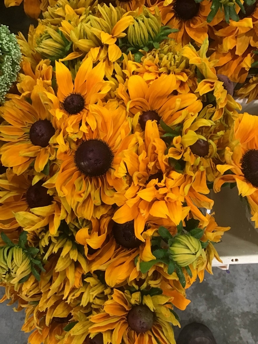 <h4>FREILAND RUDBECKIA</h4>