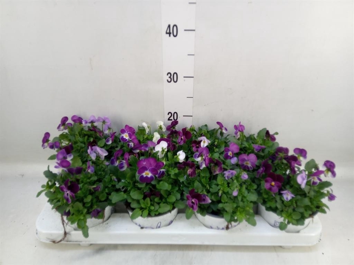 <h4>Viola   ...tricolor</h4>