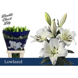 LI OT LOWLAND