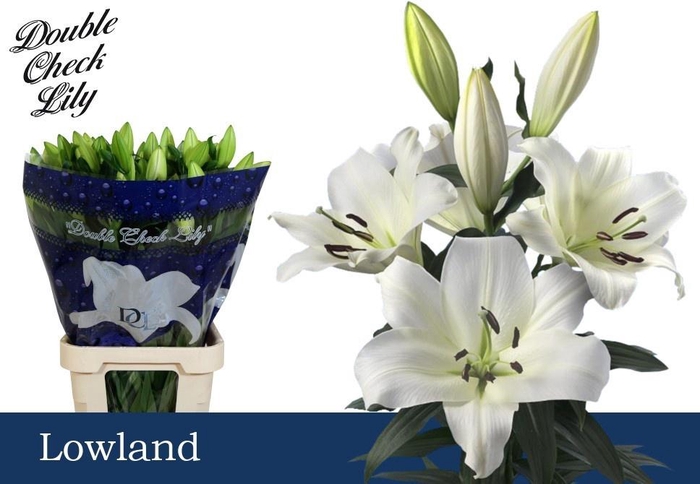 <h4>LI OT LOWLAND</h4>