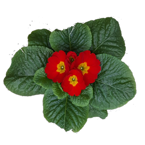 Primula ac. 'Cairo Red'