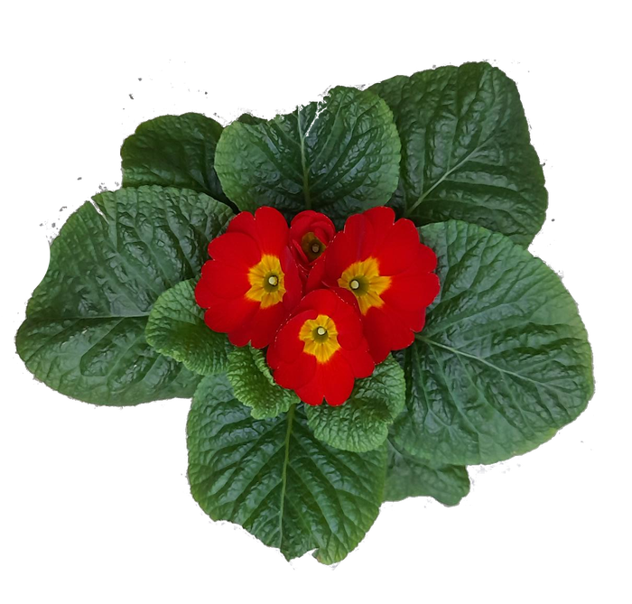 <h4>Primula ac. 'Cairo Red'</h4>
