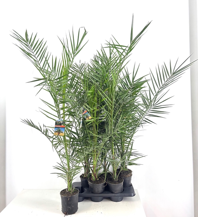 <h4>PHOENIX CANARIENSIS</h4>