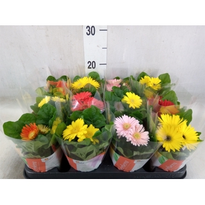 Gerbera  'Colourgame'   ...mix