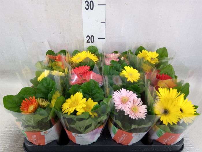 <h4>Gerbera  'Colourgame'   ...mix</h4>