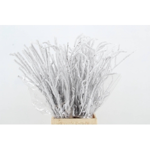 Betula Snow 70cm per bunch