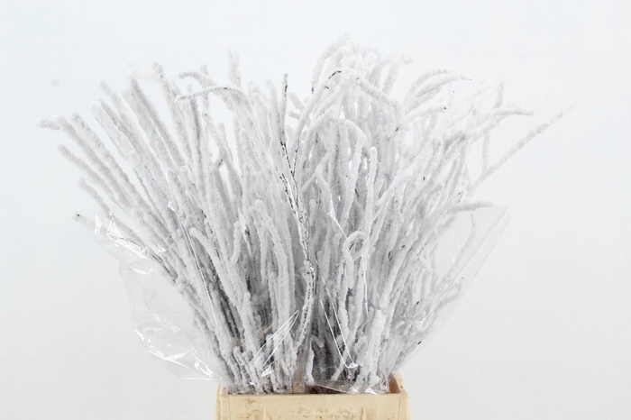 <h4>Betula Snow 70cm per bunch</h4>