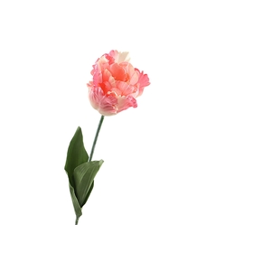 Tulipa Parrot Peach