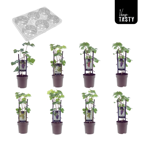 <h4>Grape [Scandinavian] Mix-Tray</h4>